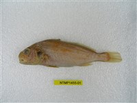 藏品(斑鰭白姑魚)的圖片